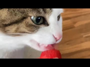 いちごボーイ