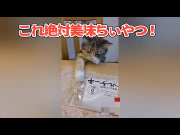食べたいのに我慢してる猫