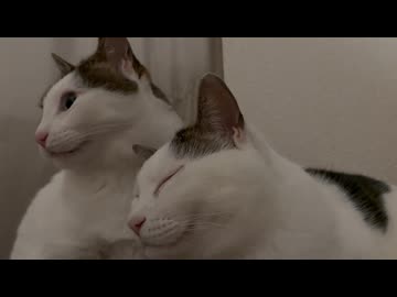 甲斐甲斐しい動画