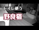ウチの子に なりたいアピール？【野良猫】【元野良猫】