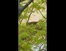ウグイスの鳴き声（谷渡り）