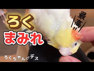 同一鳥物？朝の狂犬が嘘のようにデレデレの「セルフ帰宅」をするまで。