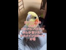 【オカメインコ】左膝のなな爺には「はっきり言いなさい！」→隣がガチ寝して詰んだ件。