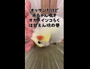 【オカメインコ】今日もお母ちゃんに完敗。撫でられて理性が崩壊したおっさんインコ