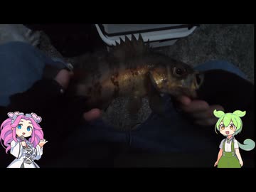 メバル釣った結果ｗｗｗ