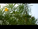 natural forest