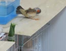 キンカチョウのカキカキ 小鳥 2026 4 22