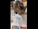 新聞を読む猫