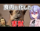 在庫処分　ラクダ肉とバーベリー