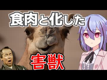 在庫処分　ラクダ肉とバーベリー