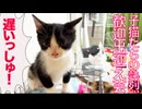 保護子猫たち、熱烈な出迎え芸を披露する