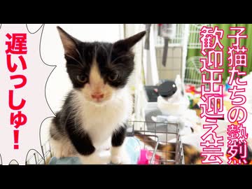 保護子猫たち、熱烈な出迎え芸を披露する