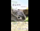 【うさぎ 13歳･5歳】きゃべつ