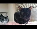 眠そうなこま