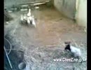 AIキャラクターと見る骸骨のお面を被った羊が仲間にドン引きされる面白映像