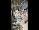 【朝配信お休み】 2026/04/23：私が風邪のためお休みのご報告を！ #フクロモモンガ #おつモモンガ  #shorts