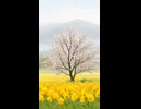 介護ケアBGM「穏やか日和」薄低域 ver 202603861
