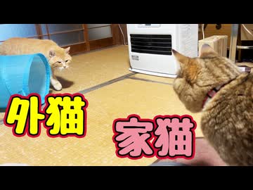 ズカズカ入ってくる【元野良猫】