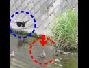 ハシボソガラス VS カルガモ親子　父も活躍、全員でお昼寝まで