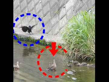 ハシボソガラス VS カルガモ親子　父も活躍、全員でお昼寝まで