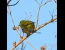 メジロの鳴き声