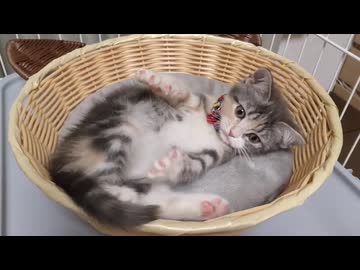 自分のしっぽで遊んでる子猫