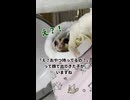 【見てるわよ】 お昼に見せる眠そうな顔！私を監視している？！ #フクロモモンガ #おつモモンガ  #shorts