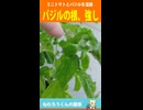 ミニトマトとバジル　バジルの根が強すぎて、攻略法にたどりつく