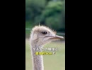 ダチョウの視力は20.0以上