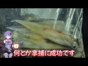 【VOICEROIDフィッシング・アジング】邪道エギで楽しくササイカ釣り