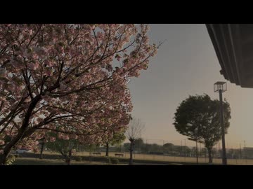 夢見草   feat 花隈千冬