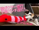 ヨチヨチ子猫たち、明日のための猫パンチ連打
