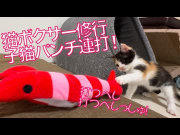 ヨチヨチ子猫たち、明日のための猫パンチ連打