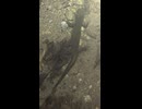 セトウチサンショウウオ泡