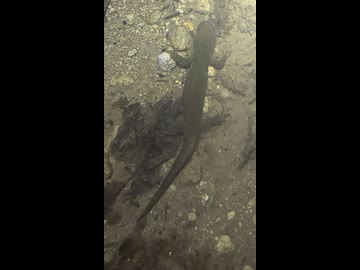 セトウチサンショウウオ泡