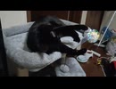急にやる気をなくすこま