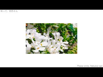 『咲って、初恋さん』/v_flower - Please smile, Hatsukoi-san