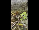 シュレーゲルアオガエル