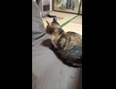 風の音にそわそわする猫