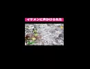 【かなた】イケメンに声かけられて発情する34歳女子【富士山】