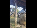 【ショート動画】lulu. 歌ってみた 【皇染ハレン】