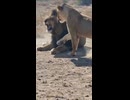 ホモと見る誰がボスなのかわからせるメスライオン