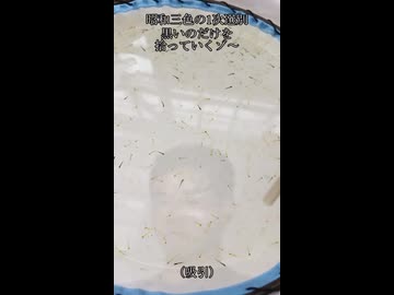 迫真養鯉部　黒仔拾いの裏技