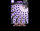 パチュリー ノーミスノーボム解説