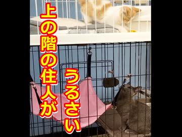 【高級マンションの騒音】上の階の住人がうるさい！