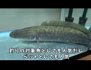 草かげからニョロリと50cmオーバーの外来魚！？捕獲して飼う！
