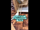 【オカメインコ】格差社会…同じアスレチックなのに、過ごし方のクセが強すぎてカオスな件ｗ
