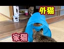 【元野良猫】を 遊びに誘ってる様ですが…