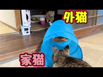 【元野良猫】を 遊びに誘ってる様ですが…