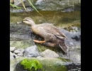 【カルガモ親子】ヒナは失敗から成功。母は成功から失敗